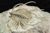 Spiny Boedaspis Trilobite - Museum Quality Specimen #237044-6